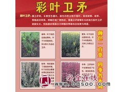 彩叶卫矛小苗 颜色一直变 四季各不同 彩叶卫矛苗 三彩园林图1