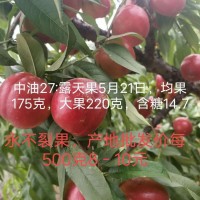 中油27桃树 果重175-220克 含糖147 千亩果园