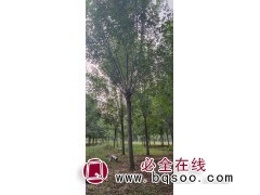白蜡基地一手货源图1