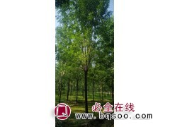 白蜡基地一手货源图1