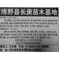 2-20公分金叶国槐 金叶槐价格 河北苗木网 河北长庚苗木