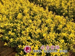 园林新宠黄金构骨 金叶构骨 黄金构骨工程苗杭州京可园林图1