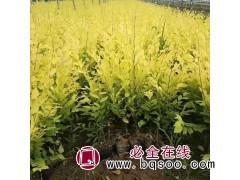 河北定植金叶榆小苗 众信苗木场 金叶榆钵苗价格 金叶榆苗批发图1