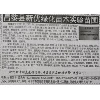 大量供应1-20cm垂柳 河北柳树网 昌黎新优绿化苗木基地