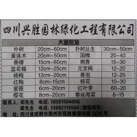 大量批发朴树丛生20-60公分 成都苗木网 兴胜园林 朴树