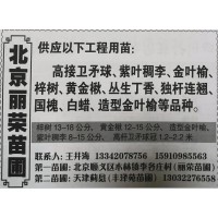 梓树13-18公分现货供应 北京梓树基地 北京苗木网 梓树苗