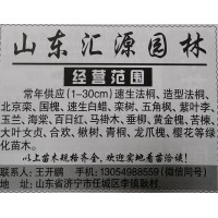 山东汇源园林供应1-30cm速生法桐 法桐基地 山东法桐价格