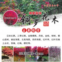 铜罗花木专业供应3-8公分日本红枫 吴江日本红枫精品树