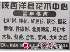山西洋县花木中心专供七叶树 陕西苗木网 各种规格七叶树苗图1