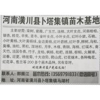 河南苗木网 潢川栾树基地 栾川黄杨基地 专供栾树 黄杨苗木