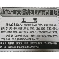 供应大樱桃苗 大樱桃苗现货供应 大樱桃苗精品苗 山东苗木网