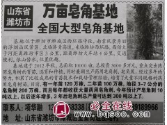 专业供应皂角 山东苗木网 万亩大型皂角基地 供应皂角大树图1