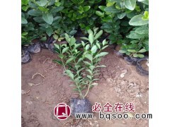 全国黄杨苗木最大基地 大叶黄杨苗 大叶黄杨杯苗 洛阳大叶黄杨图1