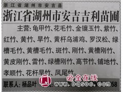 吉利苗圃 专供龟甲竹 花毛竹 紫竹等系列竹子品种 浙江苗木网图1