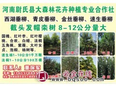 截头发帽栾树8-12公分量大 开封北栾树基地 大森林花卉苗木图1