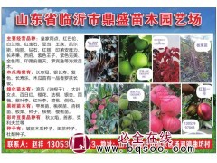 临沂海棠基地 多种海棠系列批发 临沂鼎盛苗木场 海棠繁育基地图1