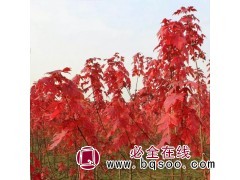 供应3-15公分美国红枫，绿化工程优质供应商 鼎赫苗木图1
