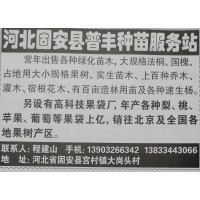 大规格法桐、国槐、占地用大小规格果树 河北苗木网 国槐基地