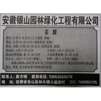 3-8公分人工造型黑松、移植黑松 安徽黑松基地 安徽苗木网