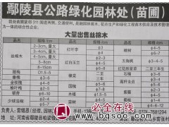 专供丝棉木 鄢陵苗木网 2-15公分丝棉木 鄢陵公路绿化处图1