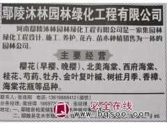 主要经营樱花（早樱、晚樱）河南樱花网 鄢陵苗木网 樱花树图1