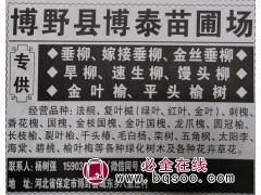 专业供应垂柳 嫁接垂柳 金丝垂柳 河北苗木网 博野县树强苗圃图1