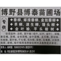 专业供应垂柳 嫁接垂柳 金丝垂柳 河北苗木网 博野县树强苗圃