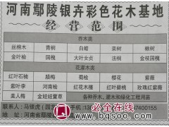 丝棉木大量供应 河南苗木网 鄢陵银卉园林专供丝棉木图1