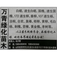 经营白蜡、速生白蜡苗 临沂苗木网 临沂万青绿化苗木基地