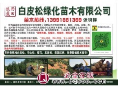 专业供应白皮松 蓝田580亩白皮松现货供应 县亿峰园林苗圃图1