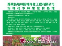 专业供应中华太阳李苗 鄢陵太阳李苗 鄢陵培林园林绿化工程图1