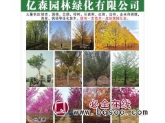 大量供应银杏树 郯城银杏树 临沂亿森园林专供各种规格银杏树图1