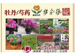 盛世牡丹 观赏牡丹花，油用牡丹、牡丹鲜切花，承建牡丹观赏园图1