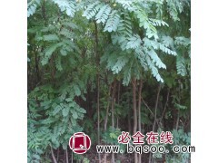 直销刺槐树 焦作刺槐小苗大量供应 武陟园野合作社 刺槐苗批发图1