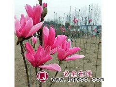 景观娇红玉兰 娇红远兰种植 临沂娇红一号玉兰基地 三永苗木图1