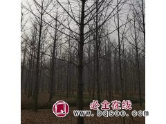 干径2-30公分银杏树 郯城银杏树产业园 郯城亿森园林 银杏图1