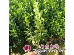 大叶黄杨批发 基地直销大叶黄杨苗 黄杨价格 量大从优欢迎电联图1