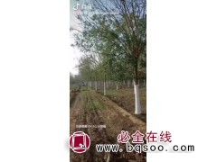 国槐图1
