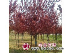 紫叶李价格 基地直销 紫叶李树苗批发 唐山滨海盐碱苗木基地图1
