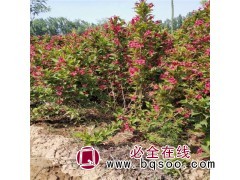 锦带苗 从生红王子锦带 锦带产地报价表 河北久兹建设工程图1