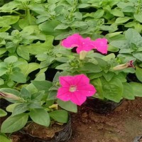 矮牵牛种植基地 山东矮牵牛价格 草花矮牵牛培育基地 艳梅花卉