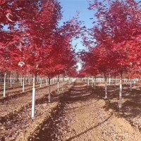 专供5公分美国红枫，可承接各地绿化秋火焰工程苗 青山胜景