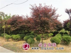 2.5-3公分红叶李现货供应 红叶李 东林苗木专供红叶李苗图1