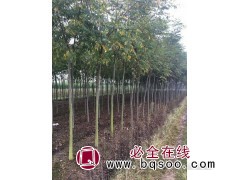 北栾5-15公分现货供应 保定琪森园林专供北栾 北栾树基地图1