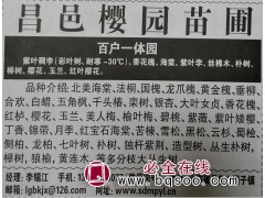 供应紫叶稠李苗 紫叶稠李价格表 昌邑苗木网 昌邑樱园苗圃图1