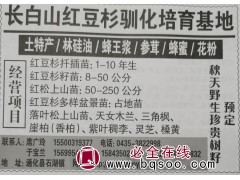 供应红豆杉扞插苗1-10年生 通化红豆杉苗 吉林苗木网图1