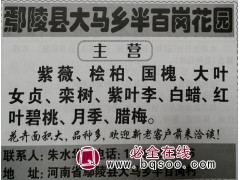 供应紫荆苗 鄢陵苗木网 鄢陵绿韵苗木基地 供应紫荆精品苗图1