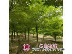 绿化工程金枝槐 12公分金枝槐 易成活 可栽植 定州皓轩苗木图1