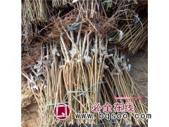冬桃树苗现挖现卖 惠民森轩景观苗木 香桃树苗批发 晚熟品种图1