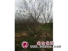 高杆英花十四到十六，现货交易图1